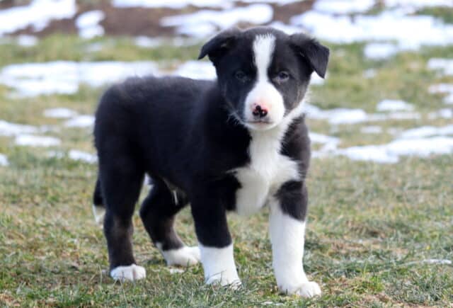 Black and white Border Collie puppy standing on grassy ground with patches of snow, featuring a bright white blaze on the face, white chest and paws, and a curious, alert expression. image