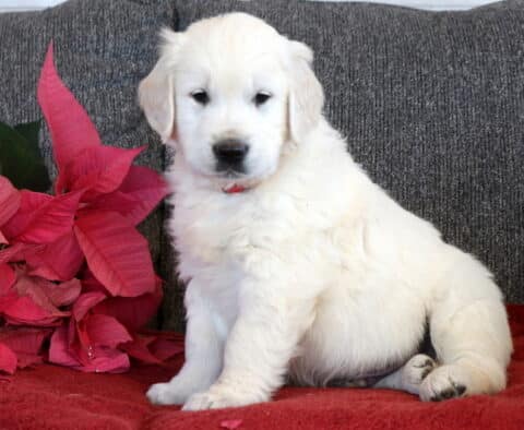 English Cream Golden Retriever puppy sitting on a red blanket indoors, featuring a fluffy white coat, dark eyes, and black nose, with red poinsettia flowers beside it.