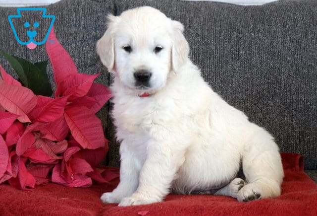 English Cream Golden Retriever puppy sitting on a red blanket indoors, featuring a fluffy white coat, dark eyes, and black nose, with red poinsettia flowers beside it. image