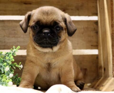 Fawn Jug puppy with a black mask sitting inside a rustic wooden crate, Jack Russell and Pug mix puppy with a sweet, gentle expression