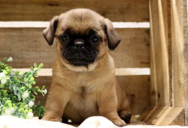 Fawn Jug puppy with a black mask sitting inside a rustic wooden crate, Jack Russell and Pug mix puppy with a sweet, gentle expression image