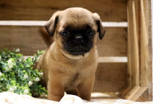 Adorable Jug puppy standing in a wooden crate with greenery, fawn Jack Russell and Pug mix puppy with a black muzzle and curious eyes image