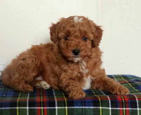 Teddy Mini Poodle2