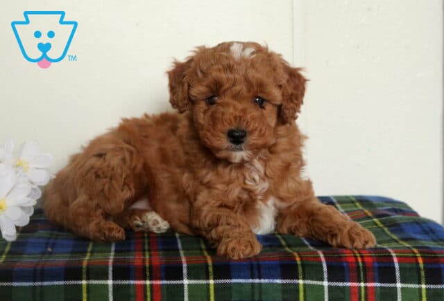 Apricot Mini Poodle puppy lying on a plaid blanket with front paws stretched forward, showing a small white chest marking beside white flowers. image