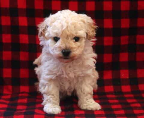 Tex Toy Poodle