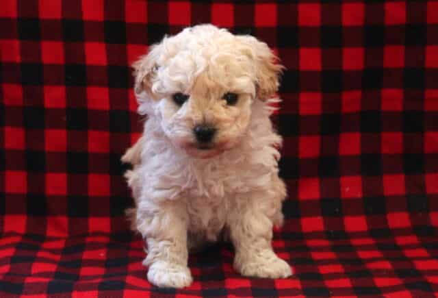 Tex Toy Poodle image