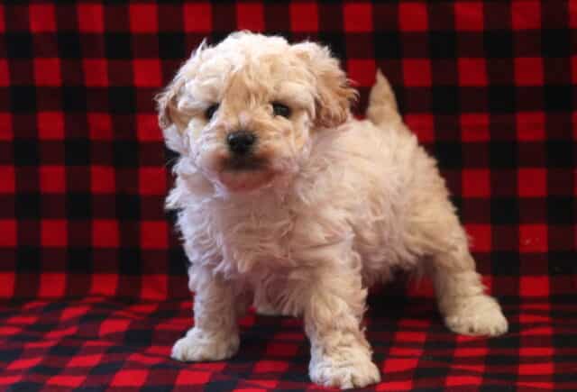 Tex Toy Poodle2 image