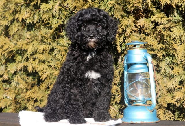 Theo Cavapoo Retake image