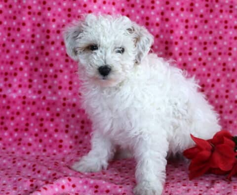 White Mini Poodle puppy with a fluffy curly coat sitting on a pink polka dot blanket beside red roses, looking sweet and alert.