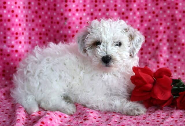White Mini Poodle puppy lying on a pink polka dot blanket next to red roses, featuring a soft curly coat and a gentle, curious expression. image
