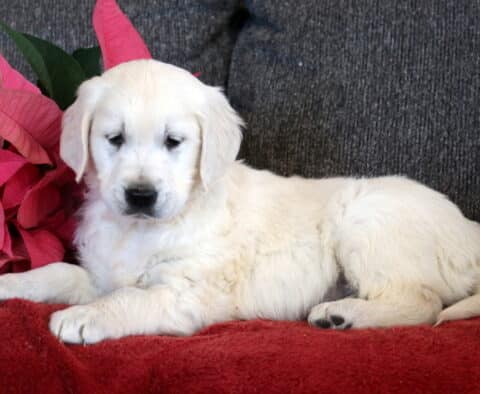 English Cream Golden Retriever puppy lying on a red blanket, showcasing a soft white coat, floppy ears, and dark eyes, with red poinsettia flowers in the background.