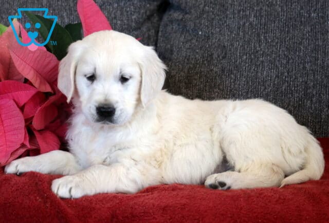 English Cream Golden Retriever puppy lying on a red blanket, showcasing a soft white coat, floppy ears, and dark eyes, with red poinsettia flowers in the background. image