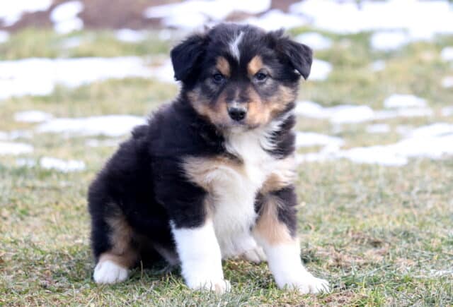 Fluffy tri-color Border Collie puppy sitting on grassy ground with patches of snow, featuring a black coat with white chest and paws, tan facial markings, and a calm, alert expression. image
