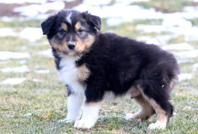 Tri-color Border Collie puppy standing on grass with scattered snow, showing a fluffy black coat, white chest and legs, tan facial markings, and a curious, attentive stance. image
