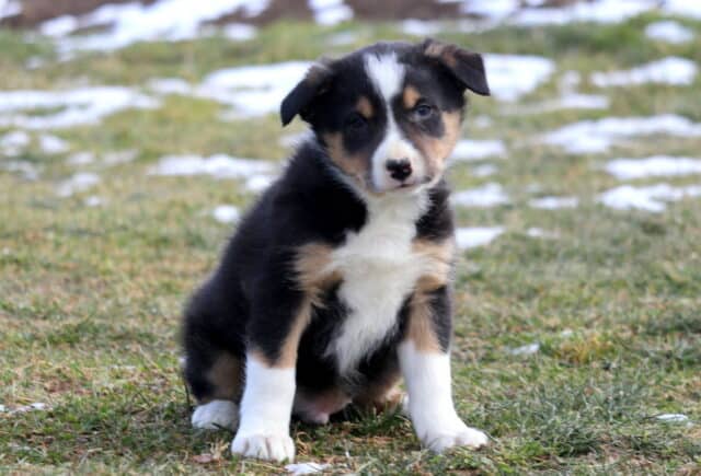 Young tri-color Border Collie puppy sitting on grass with light snow patches, showing a black, white, and tan coat, white chest, floppy ears, and a gentle, curious expression. image