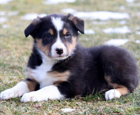 Tri-color Border Collie puppy lying on grass outdoors, featuring a black, white, and tan coat with a white blaze, alert expression, and fluffy puppy build.