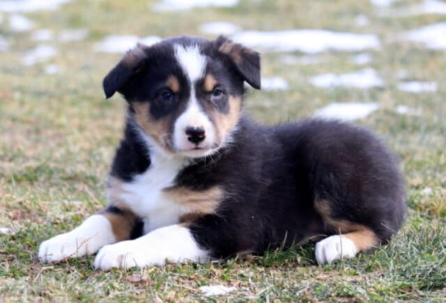 Tri-color Border Collie puppy lying on grass outdoors, featuring a black, white, and tan coat with a white blaze, alert expression, and fluffy puppy build. image