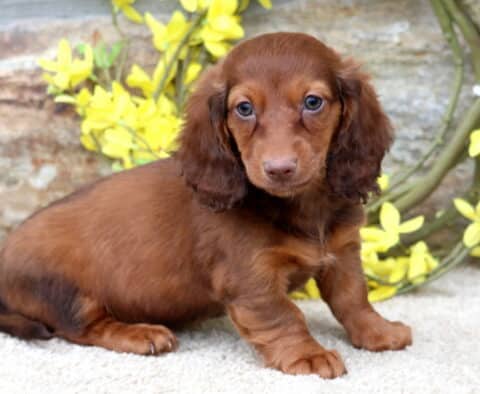 Timmy Mini Dachshund