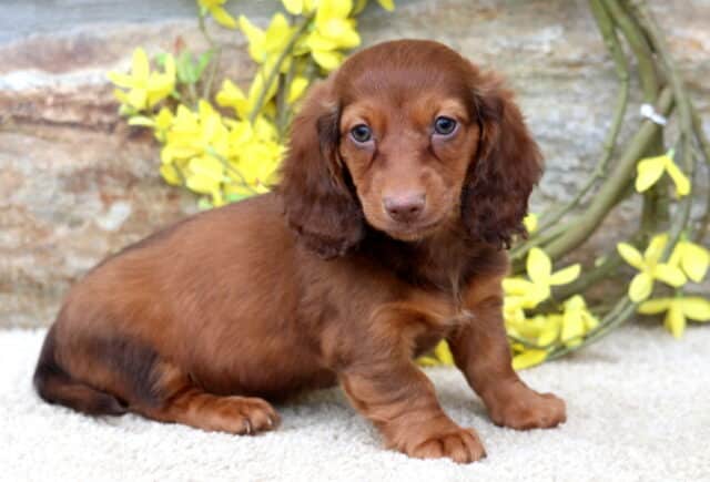 Timmy Mini Dachshund image