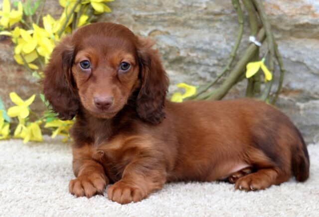 Timmy Mini Dachshund2 image