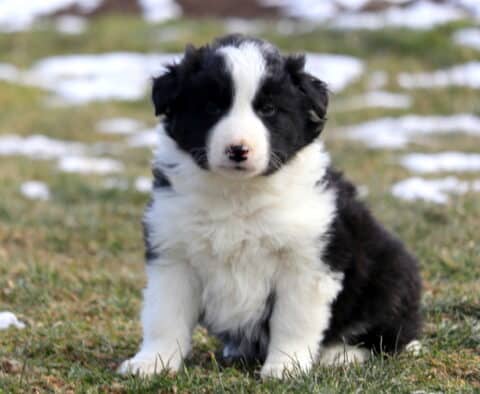 Fluffy black and white Border Collie puppy sitting on grass with patches of snow, featuring a thick white chest, bold facial blaze, and a soft pink-marked nose.