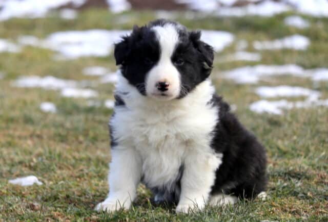 Fluffy black and white Border Collie puppy sitting on grass with patches of snow, featuring a thick white chest, bold facial blaze, and a soft pink-marked nose. image