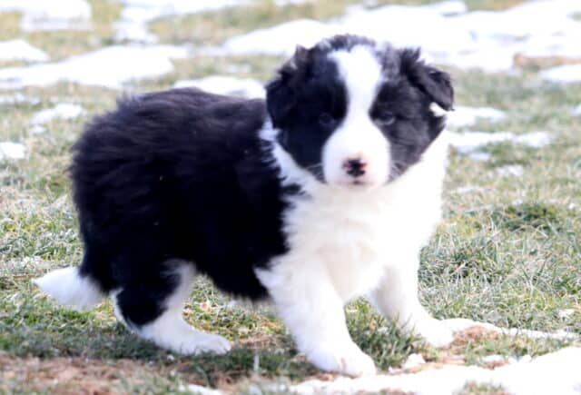 Black and white Border Collie puppy standing on grass with light snow patches, showing a fluffy coat, white legs and chest, and a soft white facial blaze with a pink-speckled nose. image