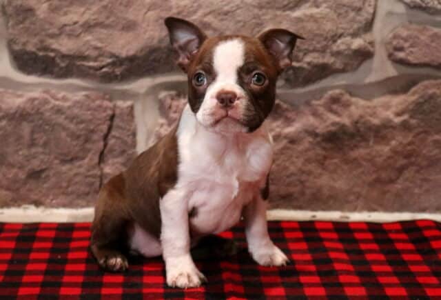 Brown and white Boston Terrier puppy sitting on a red and black buffalo plaid blanket, showcasing a wide white facial blaze, white chest, and bright round eyes, photographed in front of a rustic stone wall backdrop. image