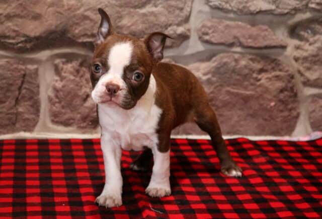 Brown and white Boston Terrier puppy standing on a red and black buffalo plaid blanket, featuring a bold white facial blaze, white chest and paws, alert ears, and expressive eyes, photographed against a textured stone wall background. image