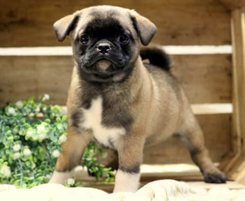 Playful Jug puppy standing in a wooden crate, fawn and black Pug Jack Russell mix with white chest and sturdy stance