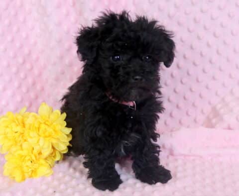 Tootsie Maltipoo