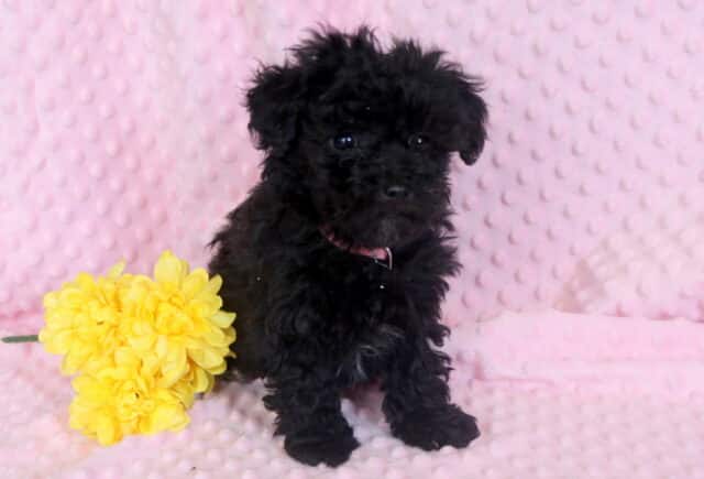 Tootsie Maltipoo image