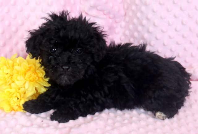 Tootsie Maltipoo2 image