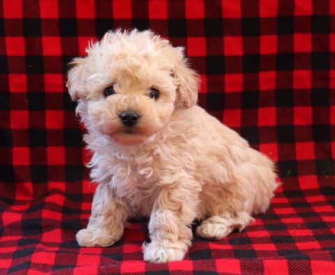 Tootsie Toy Poodle