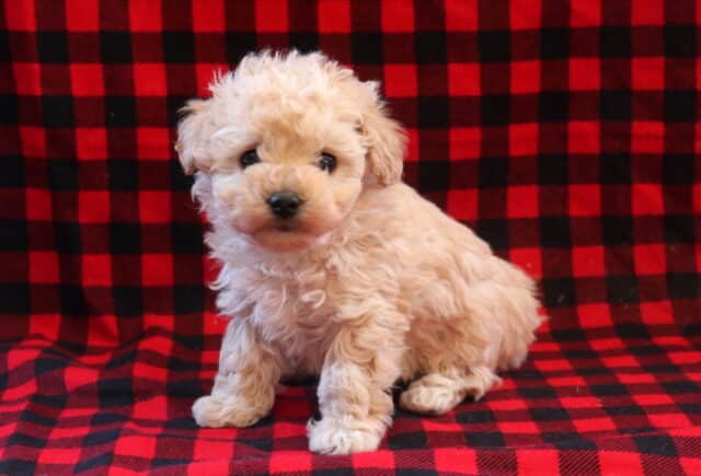 Tootsie Toy Poodle image