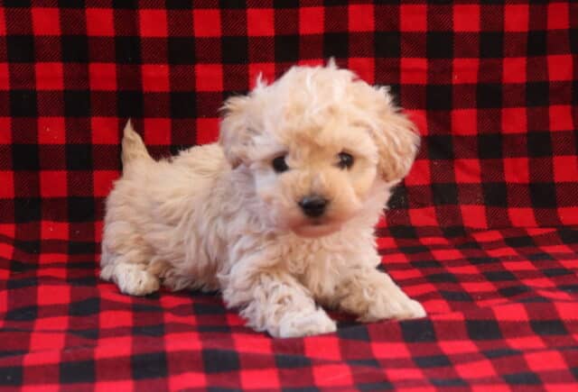 Tootsie Toy Poodle2 image