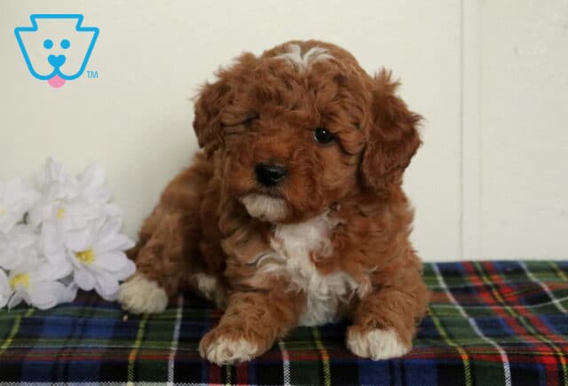 Apricot Mini Poodle puppy with a curly coat and white markings on the chest and paws, sitting on a plaid blanket beside white flowers. image