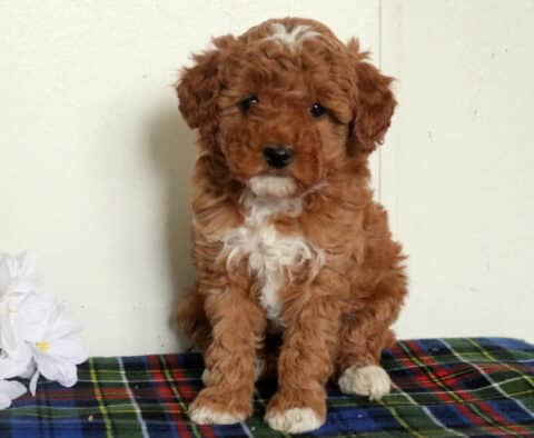 Tori Mini Poodle2