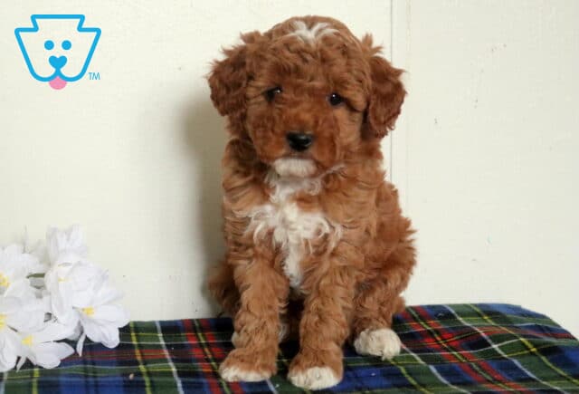 Apricot Mini Poodle puppy with a fluffy curly coat and white chest blaze, sitting upright on a plaid blanket next to white flowers. image