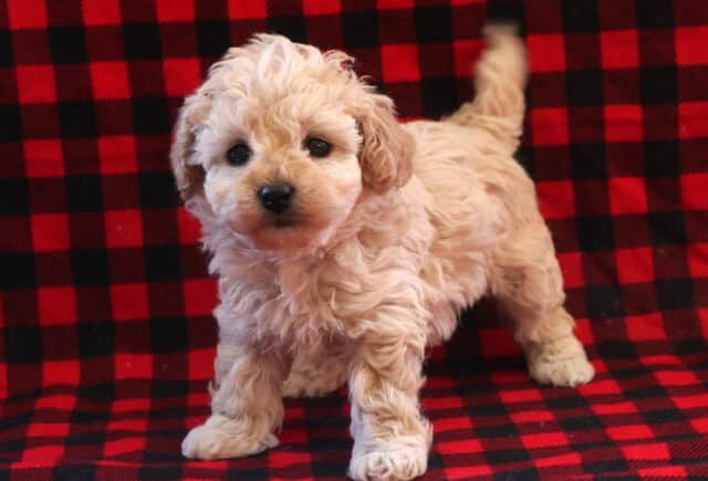 Tori Toy Poodle image