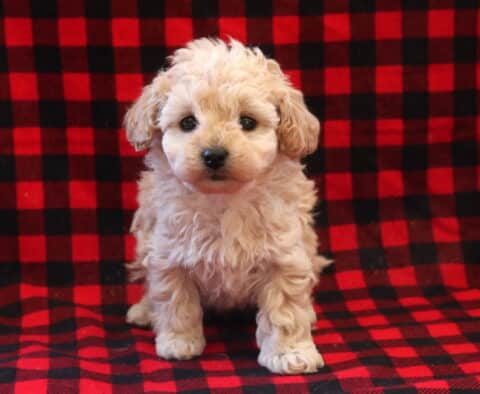 Tori Toy Poodle2