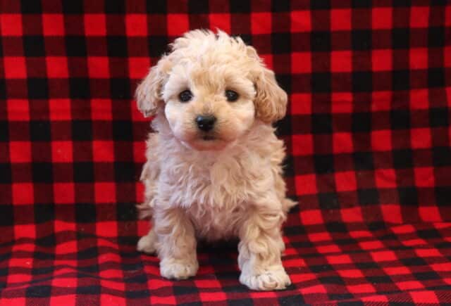Tori Toy Poodle2 image