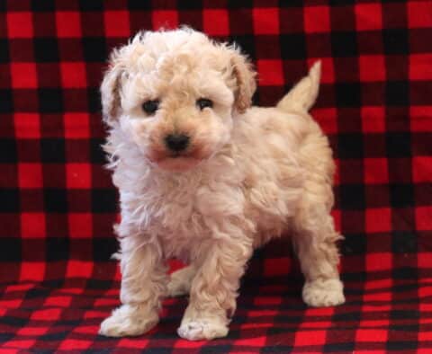True Toy Poodle