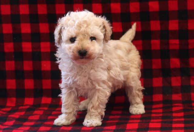 True Toy Poodle image