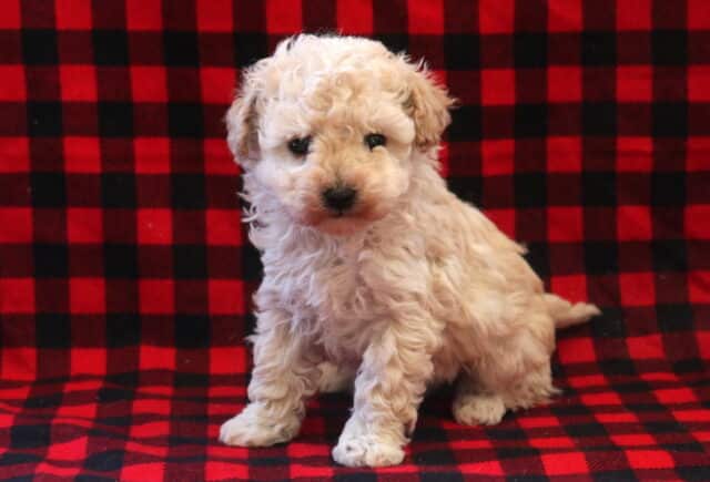 True Toy Poodle2 image
