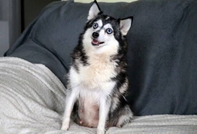 Tulip Pomsky Barbie image