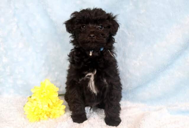 Turbo Maltipoo image