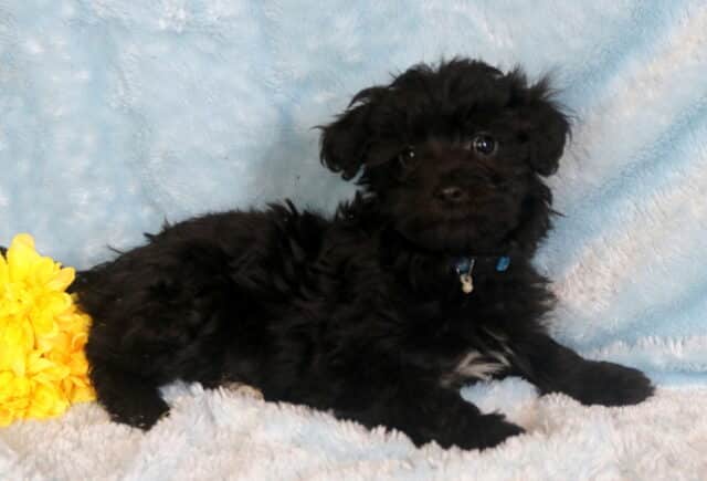 Turbo Maltipoo2 image