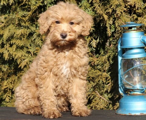 Twinkle Cavpoo Retake