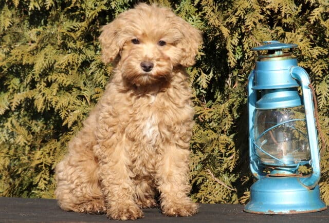 Twinkle Cavpoo Retake image